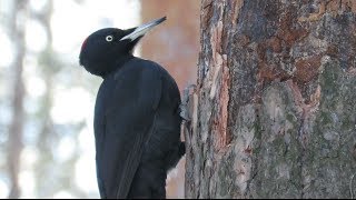 Черный дятел сдирает кору сосны, Black Woodpecker tears the bark of a pine