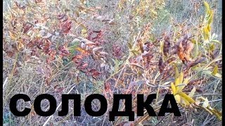 Солодка голая (Glycyrrhí́za glábra). Свойства. Сахар древних.