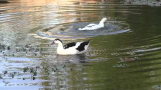 Muscovy Ducks Mating