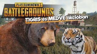 Tigris és medve akcióban!!! - PUBG duo TheVR Janival