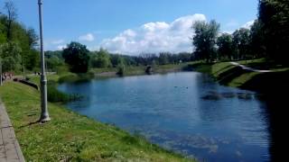 Натуральные жабы-лягушки. Звуки природы.  Отдых с детьми