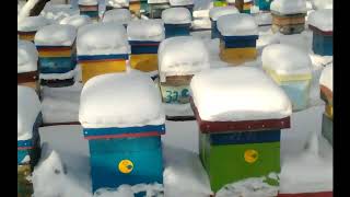 Зима на пасеки, С Новым 2019 Годом и Рождеством Христовым!