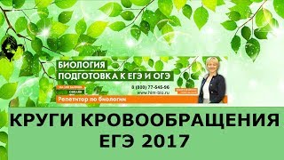 Круги кровообращения. Просто и легко. Подготовка к ЕГЭ и ОГЭ по биологии