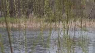 Весенняя природа  Красивое видео весенняя природа. Spring nature. Beautiful spring nature video