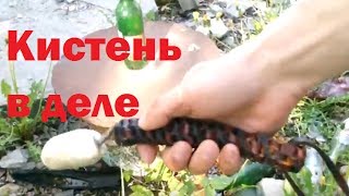 Боевой Кистень в действии