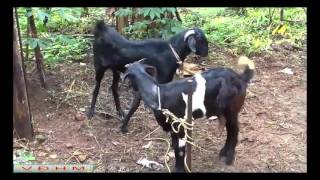 Animals mating - Horse mating& Donkey mating - Funny horse compilation 2016 Pt7