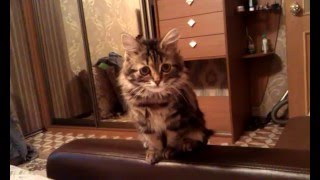 Сибирская кошка, котенок с буквой "Ю" на боку. окрас черный мрамор.