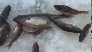Рыбалка.Пикалёво, озеро под Северодвинском 22.02.2015.Ice fishing