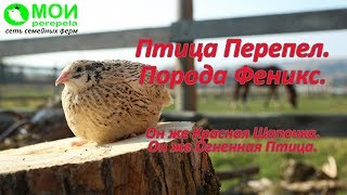 Птица перепел  Порода Феникс.