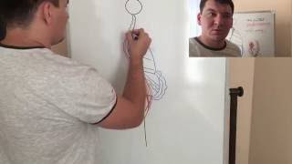 Биомеханика движений и связь мышц. Серия 2