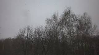 Зимняя вьюга.... Футаж...