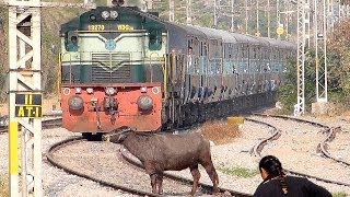 Crazy Buffalo STOPS the Train and escapes : Indian Railways