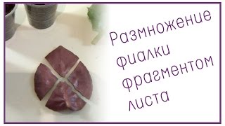 Размножение фиалки фрагментом листа