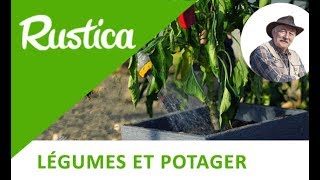 Rempoter et hiverner un pied de poivron