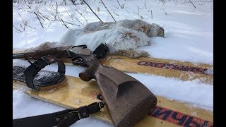 ЗАЙЦЫ, ПОСЛЕДНИЙ БОЙ!!! Закрытие охоты  в Саратовской области 2019.  Hare hunting in russia/