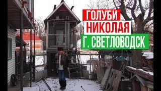 Николаевские голуби у Николая г. Светловодск | Украина