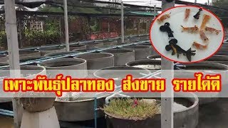 เพาะพันธุ์ปลาทอง มาตรฐานส่งออก
