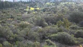ΠΙΑΣΙΜΟ ΛΑΓΟΥ,ΙΣΤΡΙΑΣ ΜΠΑΜΠΗΣ