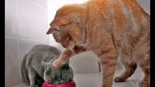 Los Mejores Vines de Gatos del 2015! Recopilación Gatos Graciosos