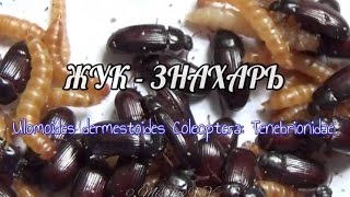Жук Знахарь . Кормление и разведение. Чернотелка.