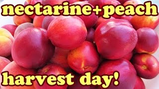 Harvesting Nectarine Fruits Peach Harvest - Growing Organic Nectarines Peaches Fruit Trees - Jazevox
