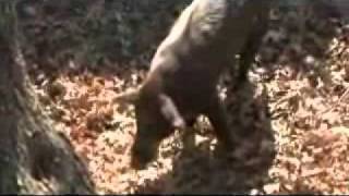 Hog Hunting with Gamo Hunter Extreme Air Rifle