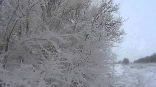 охота на зайца 09.01.2016г