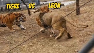 Leones contra Tigres: 4 Enfrentamientos