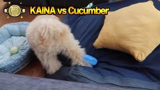 キュウリ 対 スピプー子犬のカイナ‼️