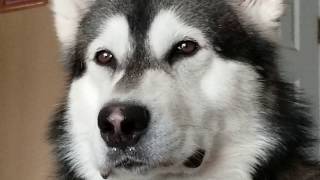 Morning With Tonka The Malamute❣