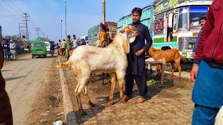 Wednesday Lahore ki Bakra Mandi Pakistan update 15th January 2020