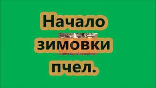 Альпийский улей. Начало зимовки пчел 08.12. 2019 г. Видео № 44.