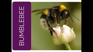 Bumblebee Meaning: Live with Beauty, Purpose, Service (Spirit Animal, Power Animal and Totem Series)