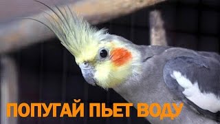 Попугай пьет воду