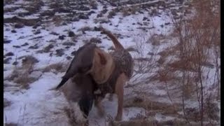 Охота зимой у "полыньи" на гусей. Канада.