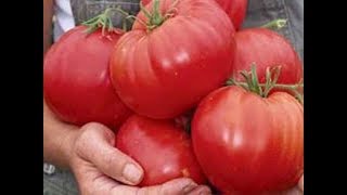 ПЯТЬ ЛУЧШИХ КРУПНОПЛОДНЫХ СОРТОВ ТОМАТОВ. По отзывам огородников
