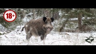 СУПЕР ОХОТА НА КАБАНА С АВТОМАТОМ 2016. Лучшие моменты из охоты. Wild boar hunting/ Часть 3