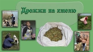 Закваска для хлеба из хмеля и отрубей