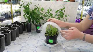 ???ВЫРАЩИВАЕМ ЛОБЕЛИЮ ЗА МЕСЯЦ !!! ЭТО УДИВИТ ВАС ! БЫСТРАЯ РАССАДА