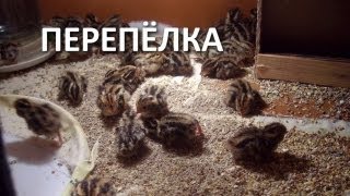 Перепелята с рождения и первые сутки.