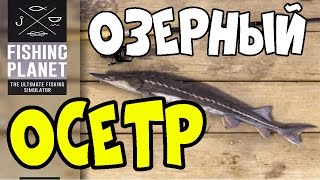 Fishing Planet Осетр | Озерный Осетр | Мичиган, озеро Сент-Круа | Прохождение 2016