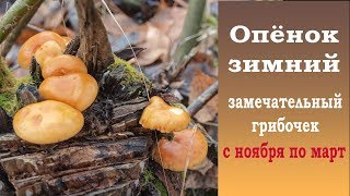 Зимний опёнок - замечательный грибочек с ноября по март.