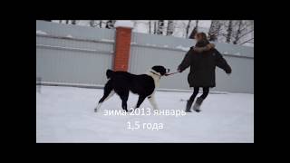 Среднеазиатская овчарка,сын Зомби.