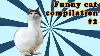 Cats are so funny you will die laughing- Funny cat compilation #2