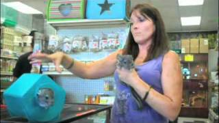 Pet Chinchilla Care Information - SmallAnimalChannel.com