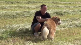 Синий Мотограф /Роман/ и Яна Ветреная /Ирис / - Бастион Любви...