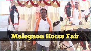 Malegaon horse fair 2019- घोड़े के मास्टर के पास है बनारस नस्ल की घोड़ी