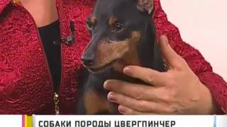 Карликовый пинчер (Цвергпинчер) на телеканале 6ТВ
