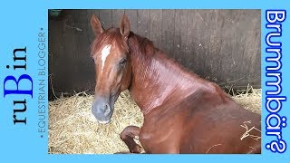 Können Pferde schnarchen? | Q, der Brummbär