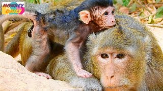 Pity newborn Tara mom don't milk for long, Newborn seeking milk mom so hard, Monkey Daily 5463